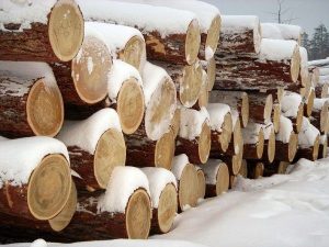 Бревна хвойных пород